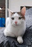 Katze bzw. Kater vermisst Bayern - Höslwang Vorschau
