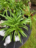 AGAPANTHUS   SCHMUCKLILIE Berlin - Wilmersdorf Vorschau