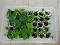 Junge Gemüsepflanzen 0,50€ pro Pflanze Rheinland-Pfalz - Ingelheim am Rhein Vorschau