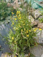 Garten Teich Pflanze Wasser Bayern - Bodenwöhr Vorschau