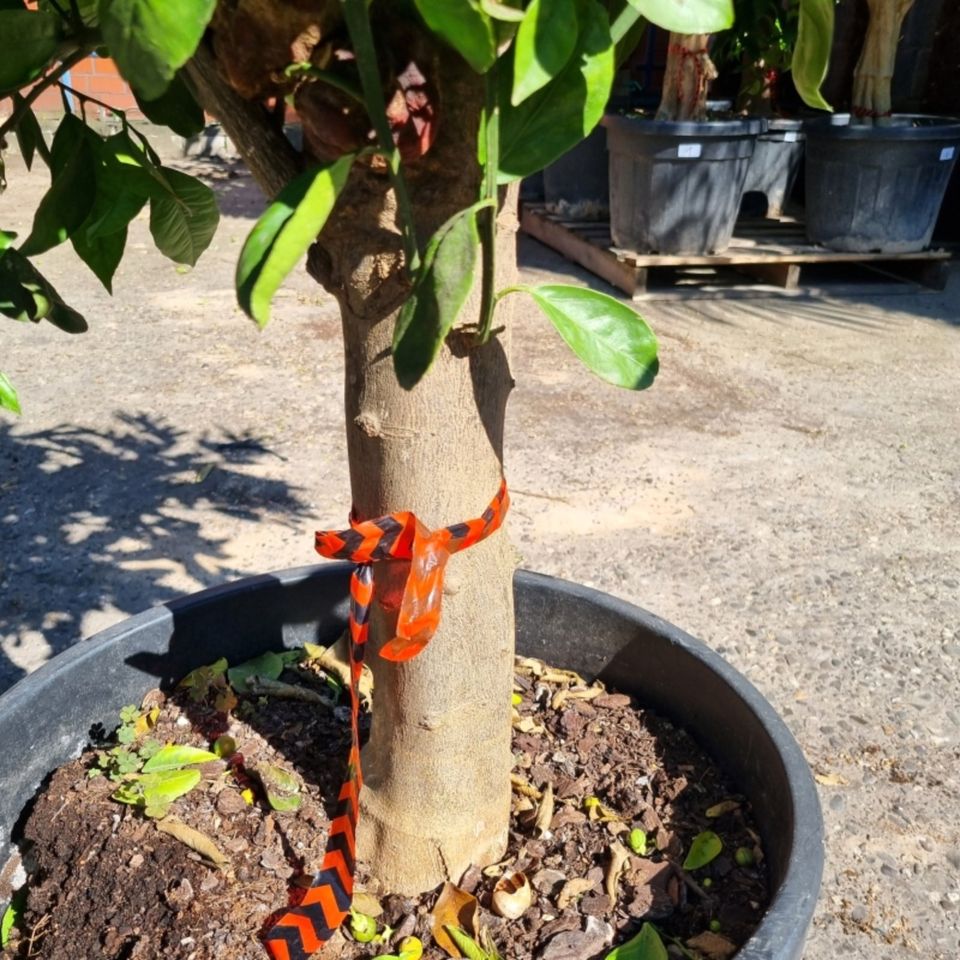 Orangenbaum Citrus Sinensis (Nr. 7) 25cm Stammumfang 160cm hoch in Oberhausen