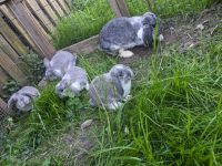 Zwergkaninchen Kaninchen Zwergwidder Bayern - Nordendorf Vorschau