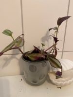 Pflanze Zimmerpflanze Ableger Nordrhein-Westfalen - Detmold Vorschau