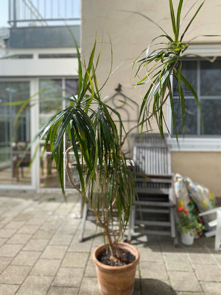 Yucca Palme in München