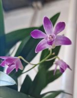 Dendrobium Berry Oda (Orchidee) Kr. München - Riemerling Vorschau