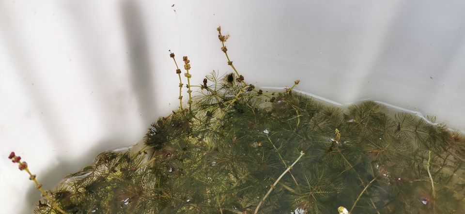 Ähriges Tausendblatt Myriophyllum spicatum Pflanze Teich Wasser in