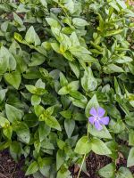 Immergrün blau violett Ableger winterhart große Blätter Niedersachsen - Bassum Vorschau