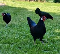 Hühner Hennen Zwerghühner Zwerg - Rheinländer, schwarz Herzogtum Lauenburg - Lauenburg Vorschau