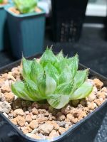 Haworthia cooperi variegata Saarbrücken-Mitte - Alt-Saarbrücken Vorschau