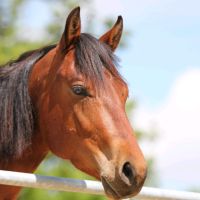 Quarterhorse, Wallach 6 jährig Niedersachsen - Stade Vorschau