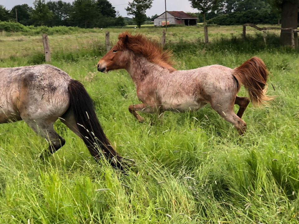 Isländer Islandpferd Pferd in Wolbeck