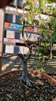 Bonsai Blauregen Hessen - Alsfeld Vorschau