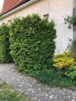 Thuja Hecke Brandenburg - Birkenwerder Vorschau