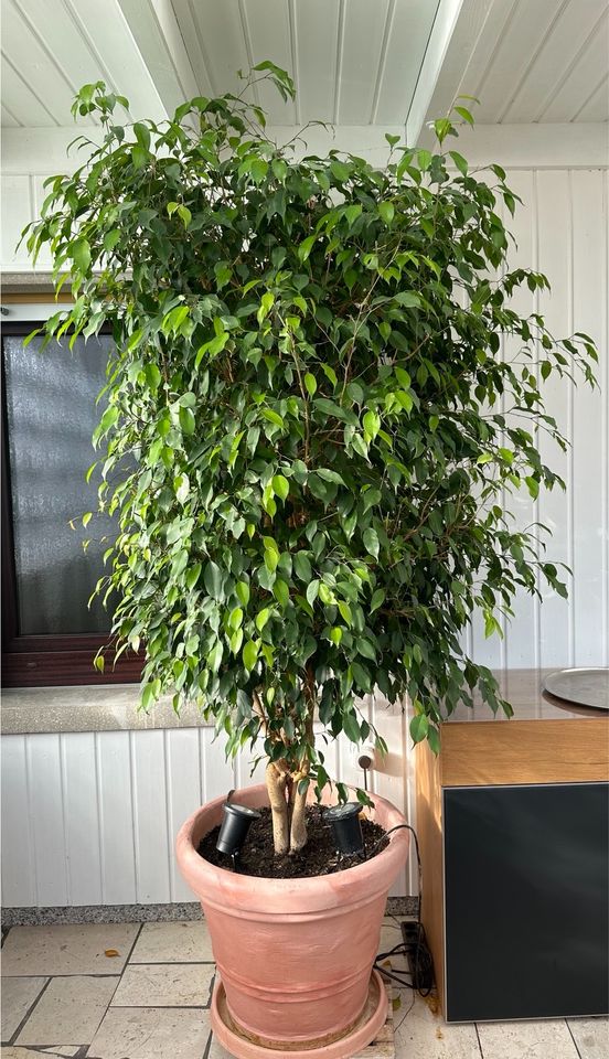 Großer Ficus Benjamini 2,30 m in Edingen-Neckarhausen