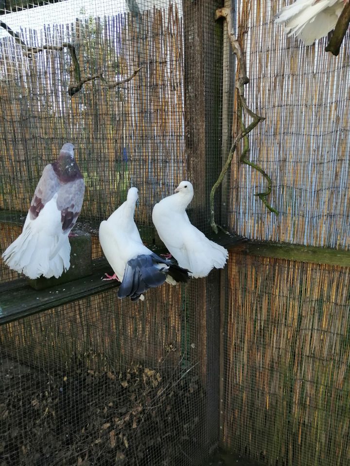 Pfau und Rollertauben für Haus und Garten in Hessen Bad Wildungen