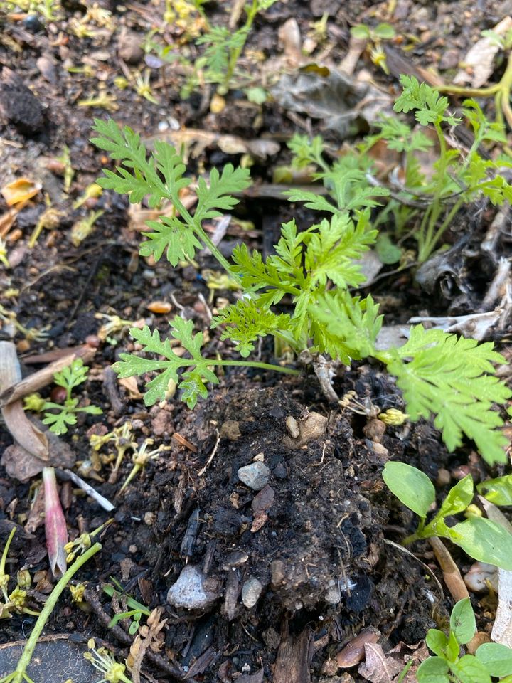 Artemisia Annua Pflanzen Bio in Weilerswist