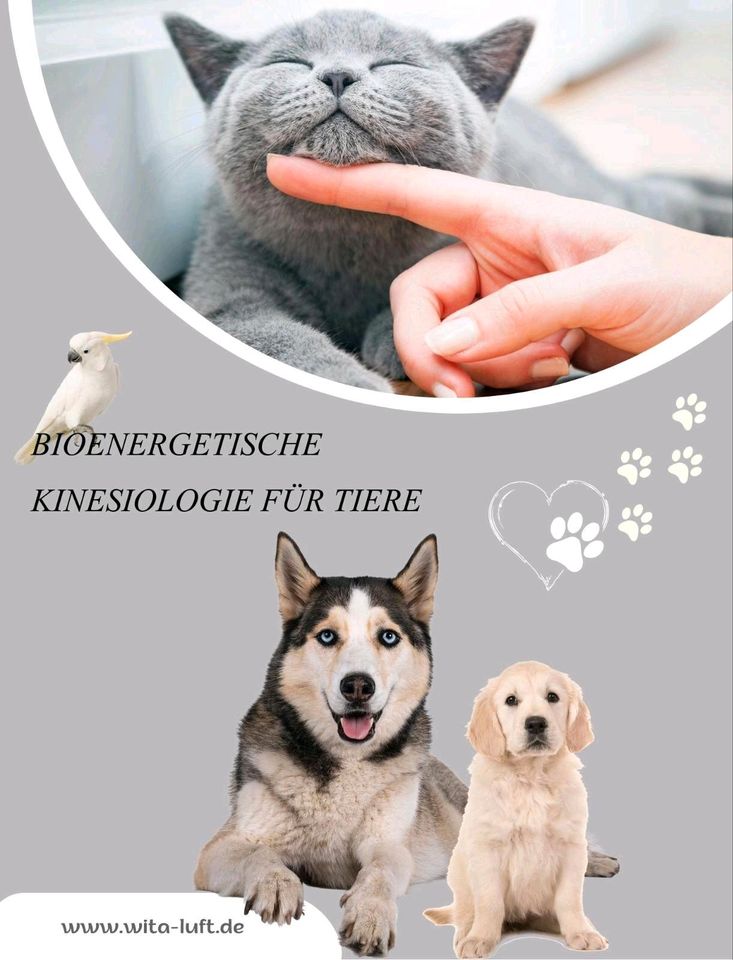 NEU Bioenegetische Kinesiologie & Cranio Sacral Balanci für Tiere in Mehring