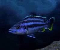 Melanochromis kaskazini Malawi mbuna Mecklenburg-Vorpommern - Gützkow Vorschau