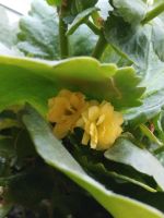 Kalanchoe flammendes Käthchen Zimmerpflanze gelb blühend Bayern - Schechen Vorschau