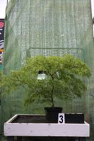 Acer palmatum dissectum Ahornwochen Sonderangebot Hessen - Dietzhölztal Vorschau