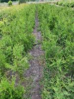 Thuja occidentalis (Heckenpflanze) Kreis Pinneberg - Schenefeld Vorschau