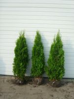 edelthuja thuja smaragd 120-140cm lebensbaum heckenpflanzen Lingen (Ems) - Wachendorf Vorschau