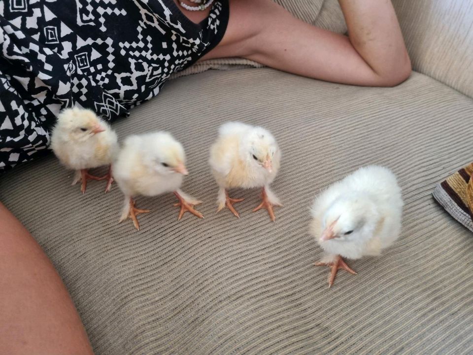 Küken von Sundheimer Hühnern Huhn Hühnerküken Eintagsküken in Neukirch