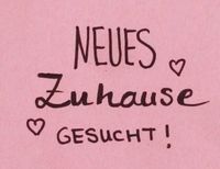 Single mit kleinem Hund sucht dringend eine neues Zuhause ‼️ Nordrhein-Westfalen - Espelkamp Vorschau