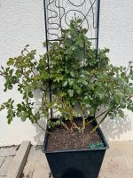 Kletterrose ca. 100cm mini eden Rose Baden-Württemberg - Mannheim Vorschau