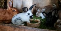 Junge Kaninchen Sachsen - Borna Vorschau