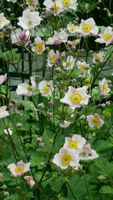 Stauden Herbst-Anemone Pflanzen Blumen Sträucher Hessen - Hünfeld Vorschau