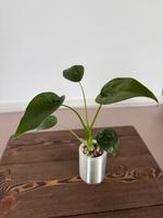 Alocasia cucullata Bayern - Altusried Vorschau