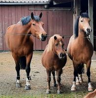 Einstellplatz für Shetty/ Pony bis ca 1, 15 cm Baden-Württemberg - Wildberg Vorschau