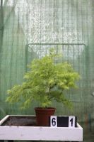 Acer palmatum ´Dissectum´ Ahorn Ahornwochen  Sonderpreis Hessen - Dietzhölztal Vorschau