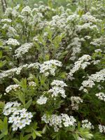 Garten: große weiße Spiere Pflanze Stauch, Busch Bayern - Frasdorf Vorschau