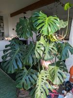 Monstera Fensterblatt sehr groß Pflanze Schleswig-Holstein - Bargteheide Vorschau