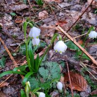 Hilfe bei der Urlaubsbetreuung für Kleintiere und Blumen Stuttgart - Stammheim Vorschau