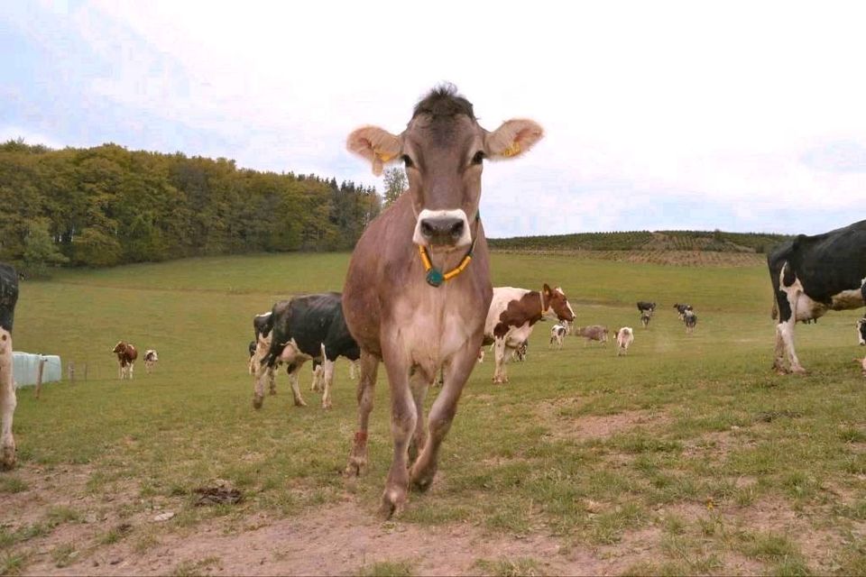 Ferien auf dem Bauernhof in Finnentrop