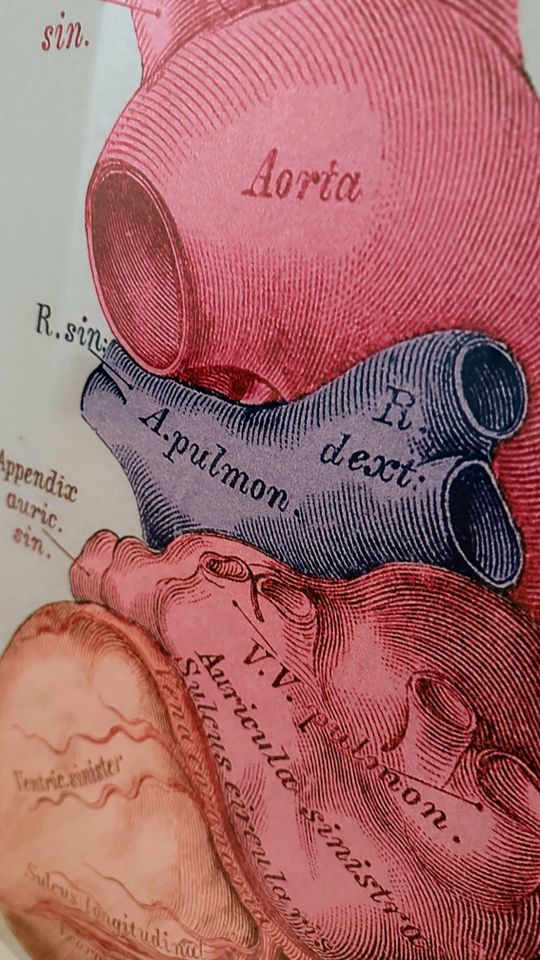 Herz Lithografie inkl. Designerrahmen, Medizin - Bild/Poster in Berlin