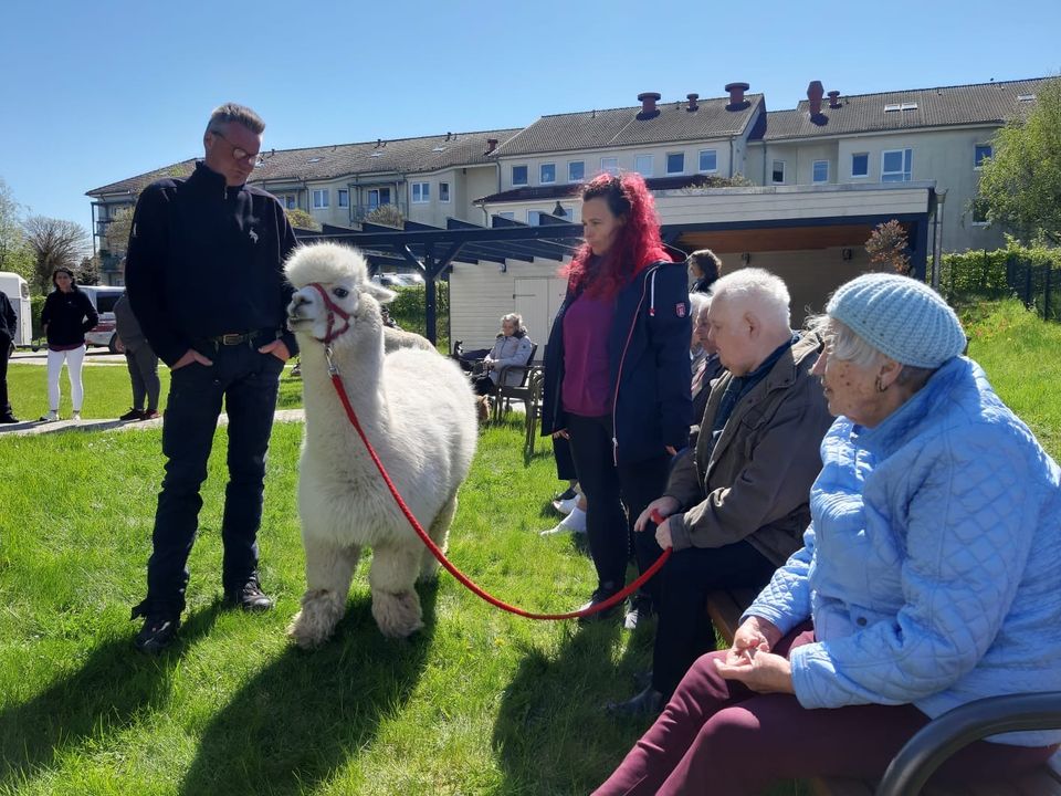 Alpakabesuch in Möllenhagen