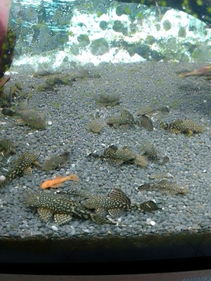 Aquarium Fische in Kamen