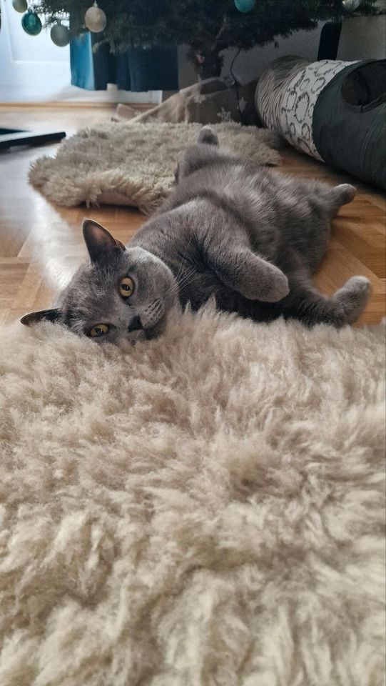 unser BKH Kater "Balu" sucht ein neues zu Hause! in Berlin