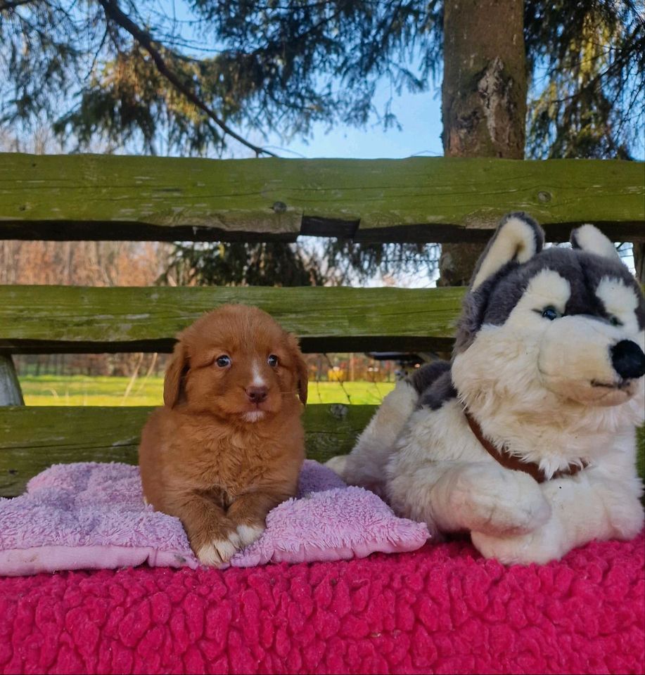 Nova Scotia Duck Tolling Retriever Welpen mit Ahnentafel in Eckartsberga