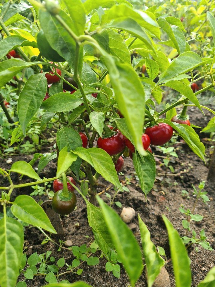 Habanero Thei Lemon Jolokia Scotch Bonnet Chili Sämlinge Pflanzen in Graben-Neudorf