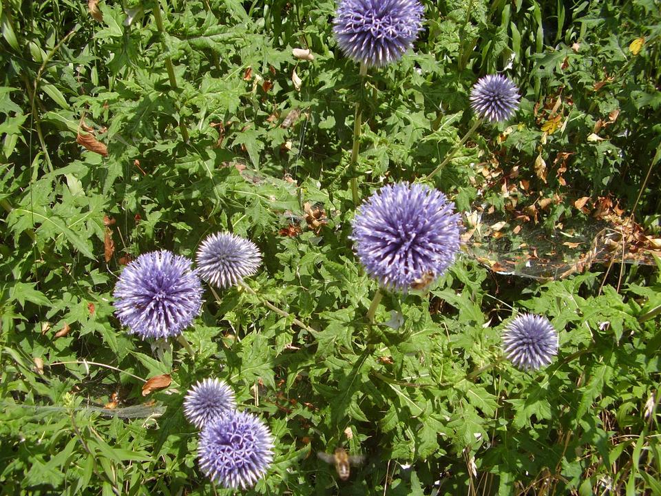 30 Samen Kugeldistel blau Bienen Bienenfutterpflanze * winterhart in Nordendorf