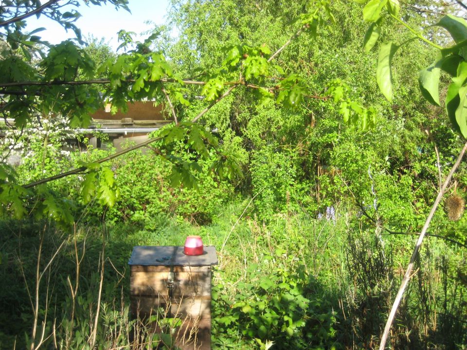 Himbeeren, Wildkräuter, Heil-, Hummel- und Bienenpflanzen, etc. in Köln