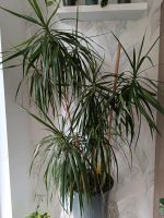 Zimmerpflanze Dracena Nordrhein-Westfalen - Lünen Vorschau