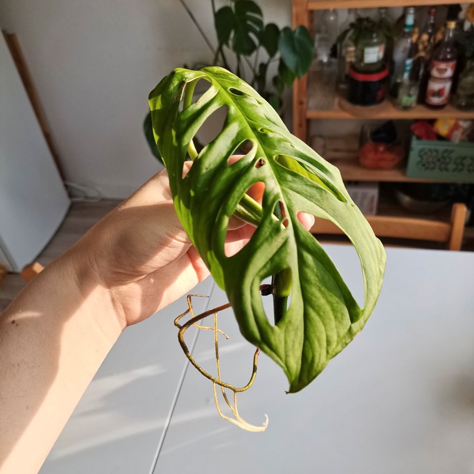 Monstera esqueleto - Ableger in Osnabrück