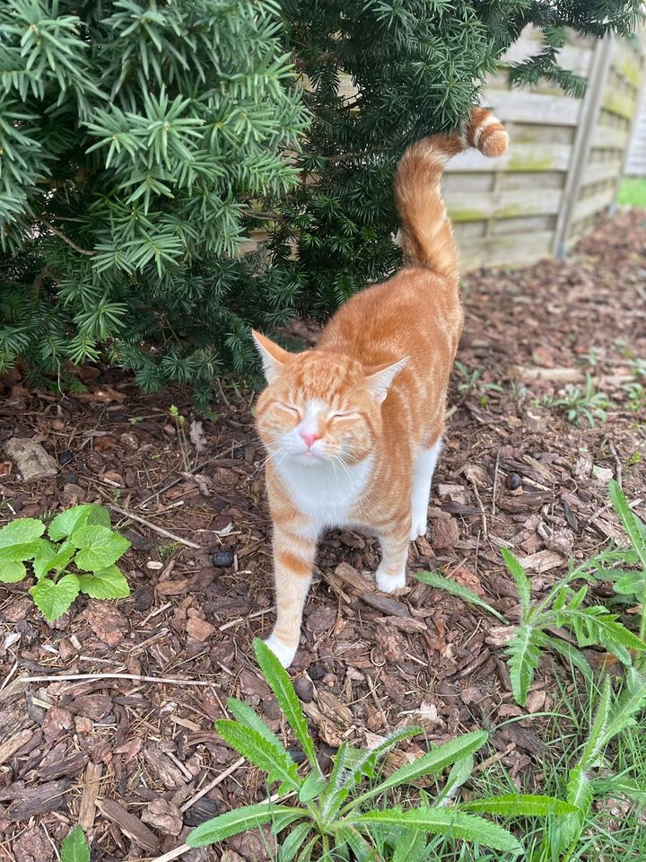 Vermisst wird Garfield in Bremervörde