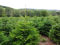 Blaufichten Nordmanntannen Weihnachtsbäume Hessen - Korbach Vorschau